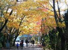 20131125加茂山公園.jpg