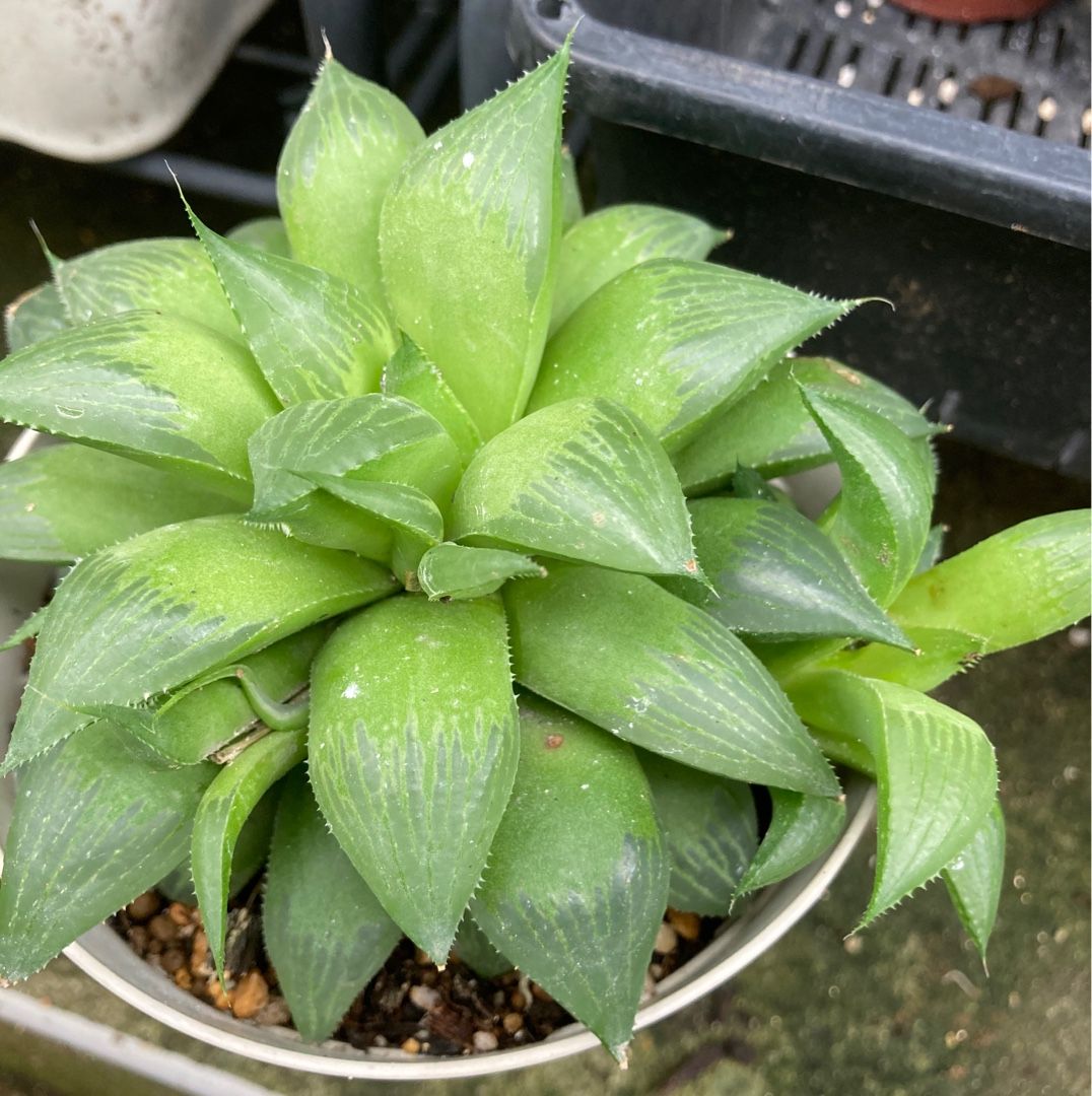 今日もまた雨 ハオルチアが元気 りんすいのブログ 楽天ブログ