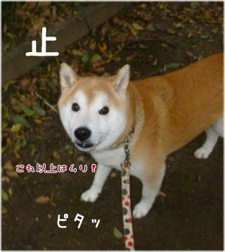0102初詣3.jpg