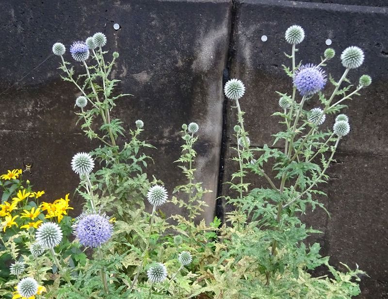 7月4日 今日の一花 その３ アリウムギガンチウム Gazengamaのブログ 散歩中に出合った花と趣味の陶芸作品 楽天ブログ