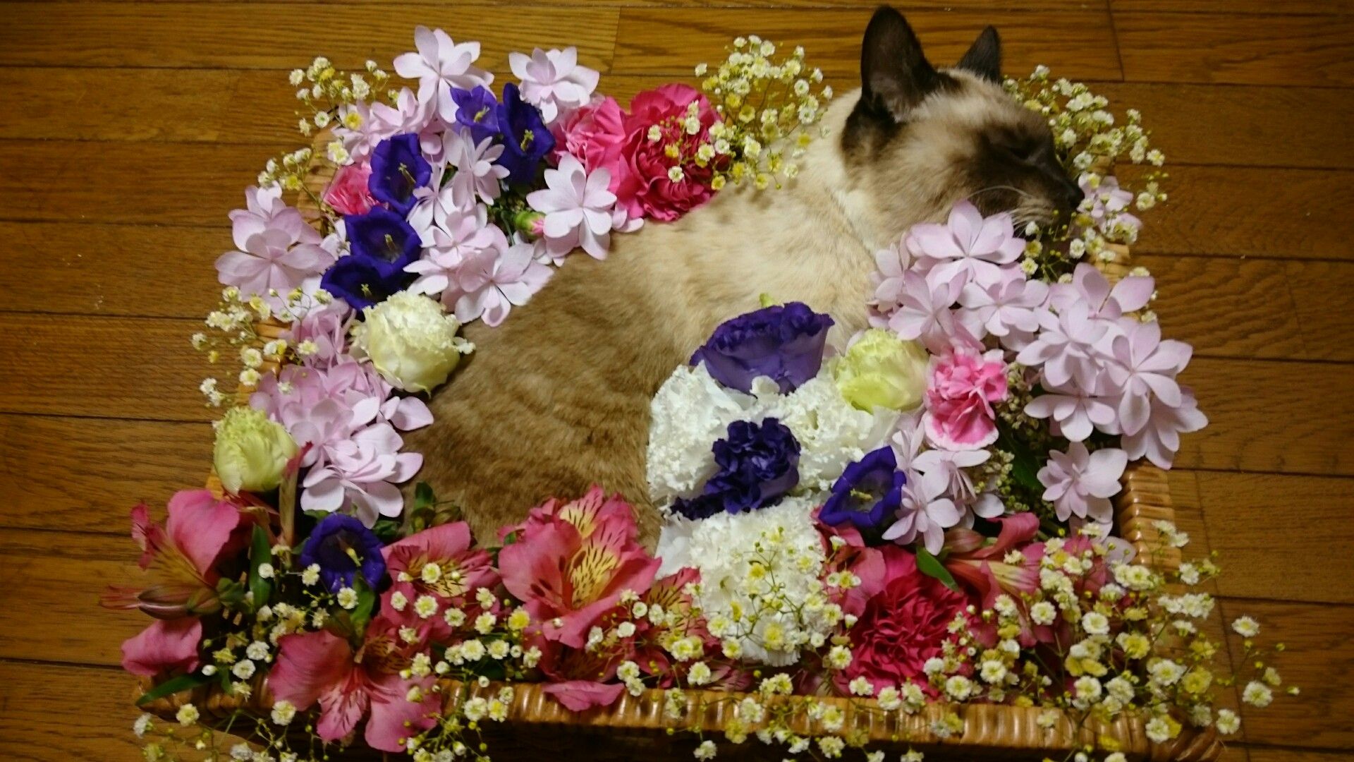 愛猫 キヨ逝く 山への情熱 音楽への愛 楽天ブログ