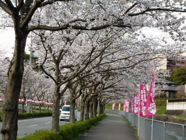 sakuranamiki555.jpg