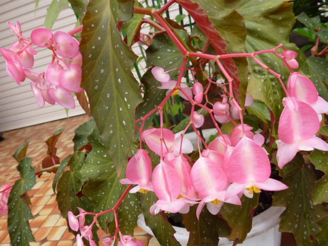 木立ベゴニア ピンクと赤 エキナセア 写真あり 私の好きな花 楽天ブログ