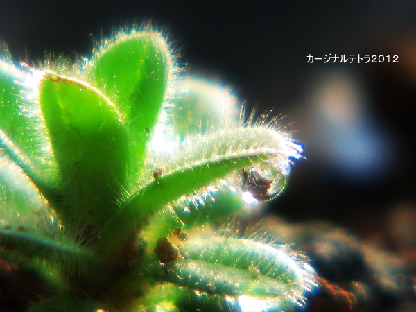 雨上がりの朝2