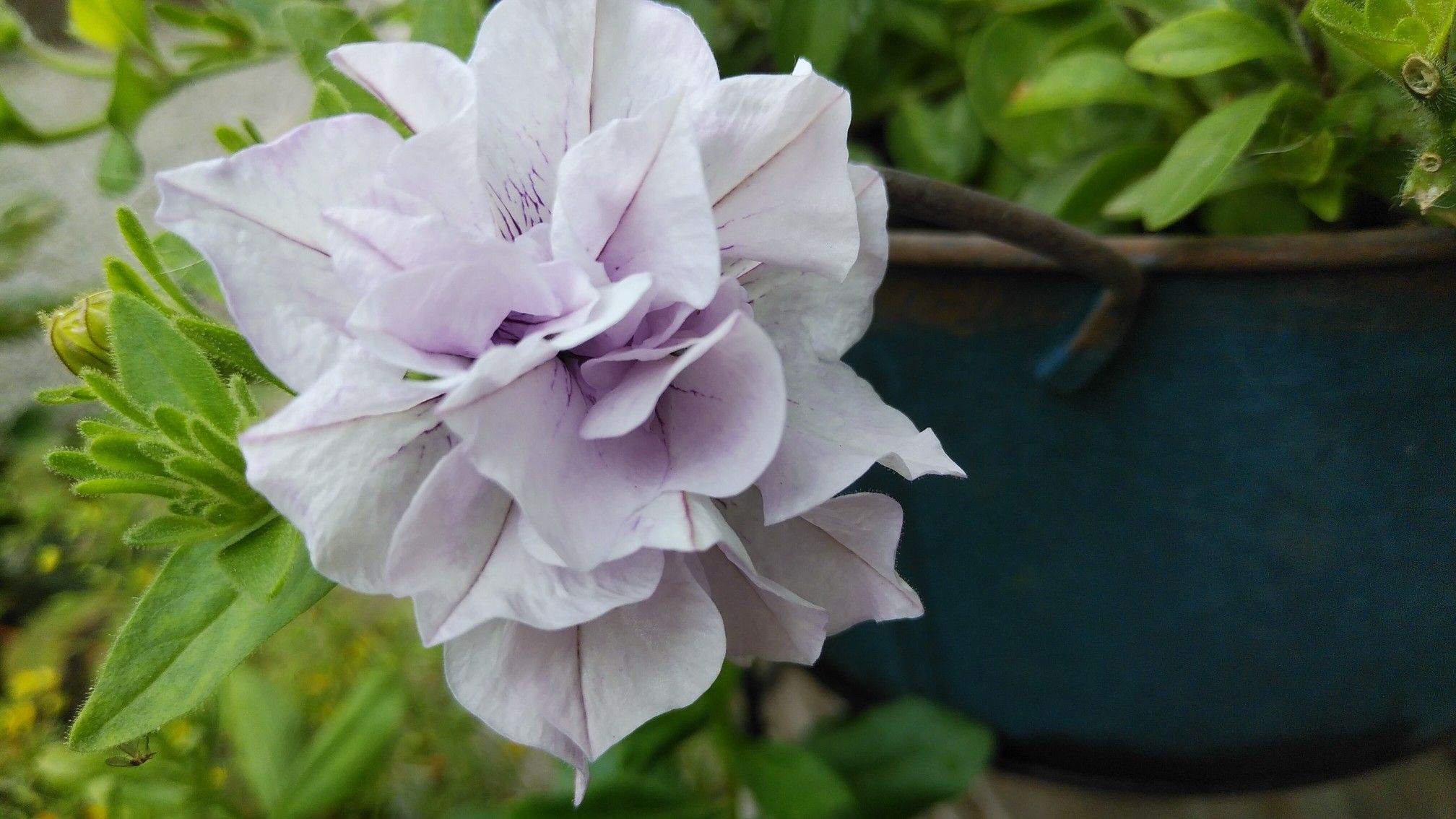 紫陽花keiko のラブレタ ふくママの庭日記 楽天ブログ