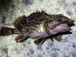 2月17日 23時4分12ｃｍ