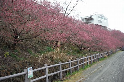 201450308一の堰ハラネ春めき桜
