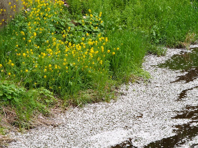 P4080165.jpg