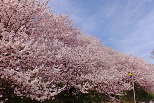 DSCF2134.jpg