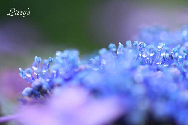 紫陽花の花・・・