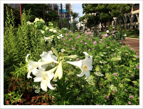 横浜市役所の花壇