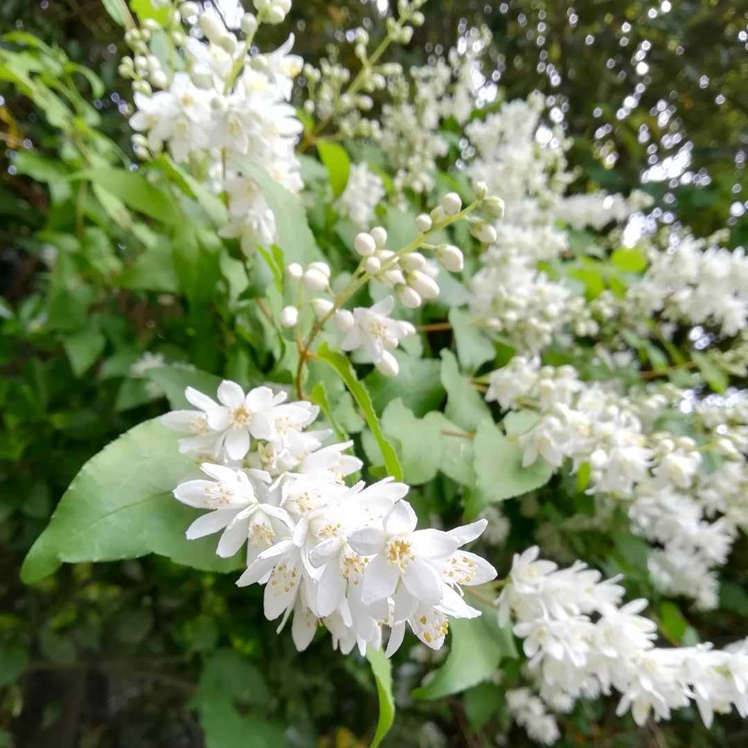 姫卯木の花 | びいとるのブログ - 楽天ブログ