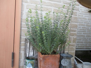 IMG_4536ss.jpg