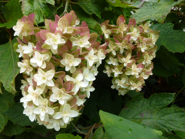 944 柏葉紫陽花