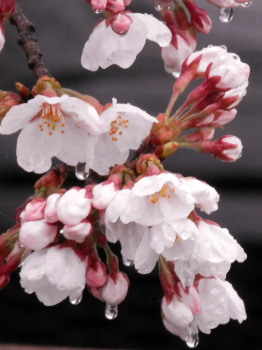 雨の桜　4.4　2　2014　