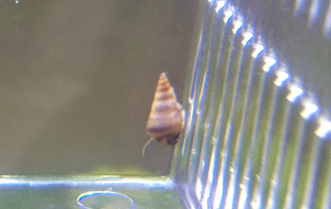 ヌマチチブ 筋海老たち タニシの稚貝だと思ったら 筋海老のカツカレー ゆうのお料理日記 農業もやるよ ギフテッドの教育法も 楽天ブログ