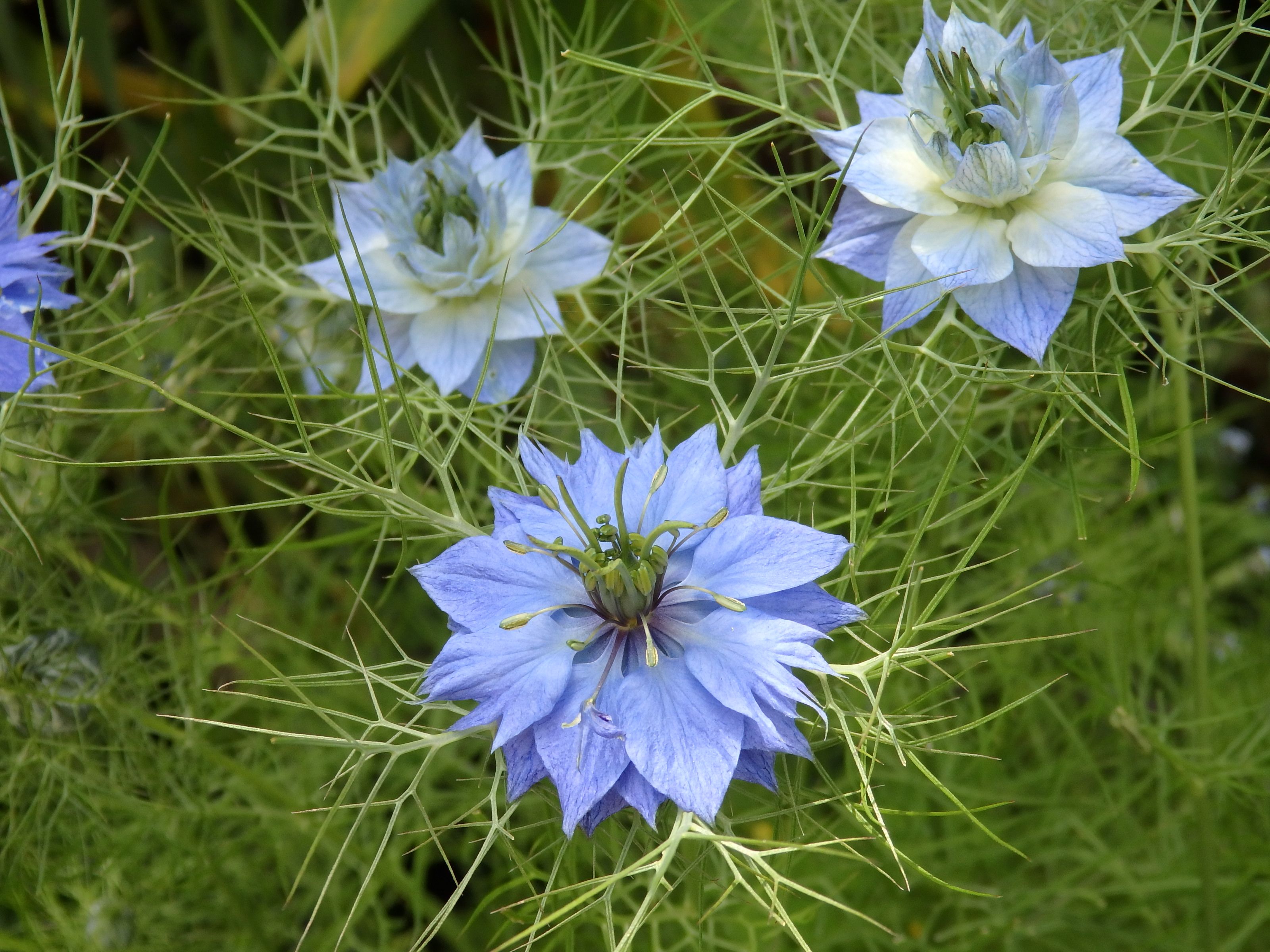 ５月の花 Kimi Teaの花日記 楽天ブログ