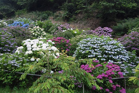 DSC_0915.jpg