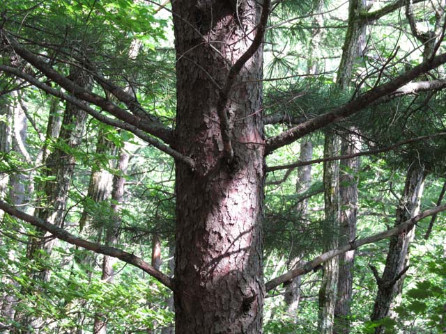 04Pinus koraiensis.JPG