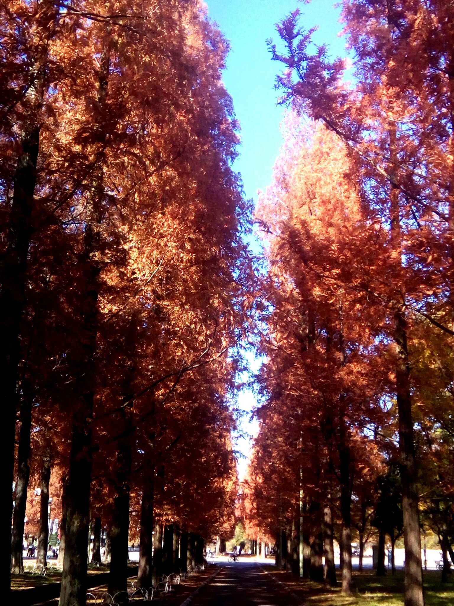 本 よはくのてちょう 楽天ブログ