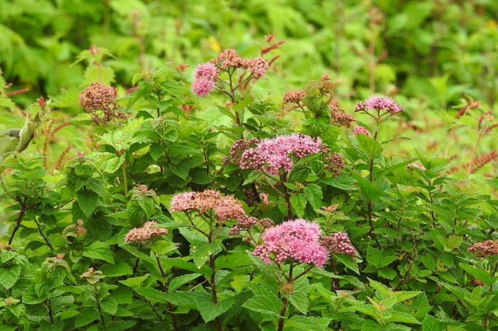 0162DSCN5021.JPG