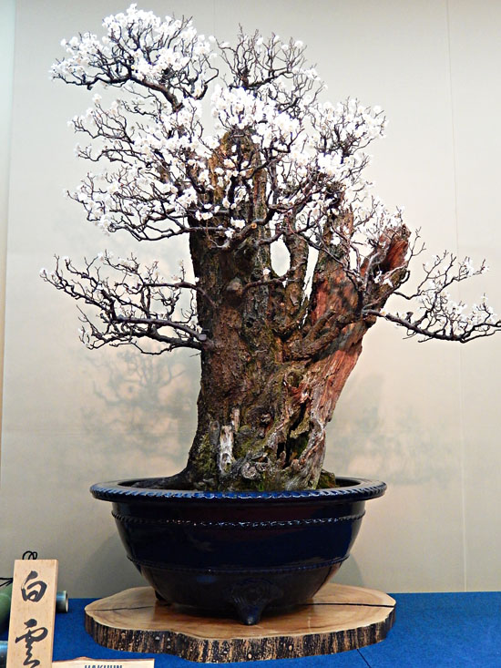 梅２