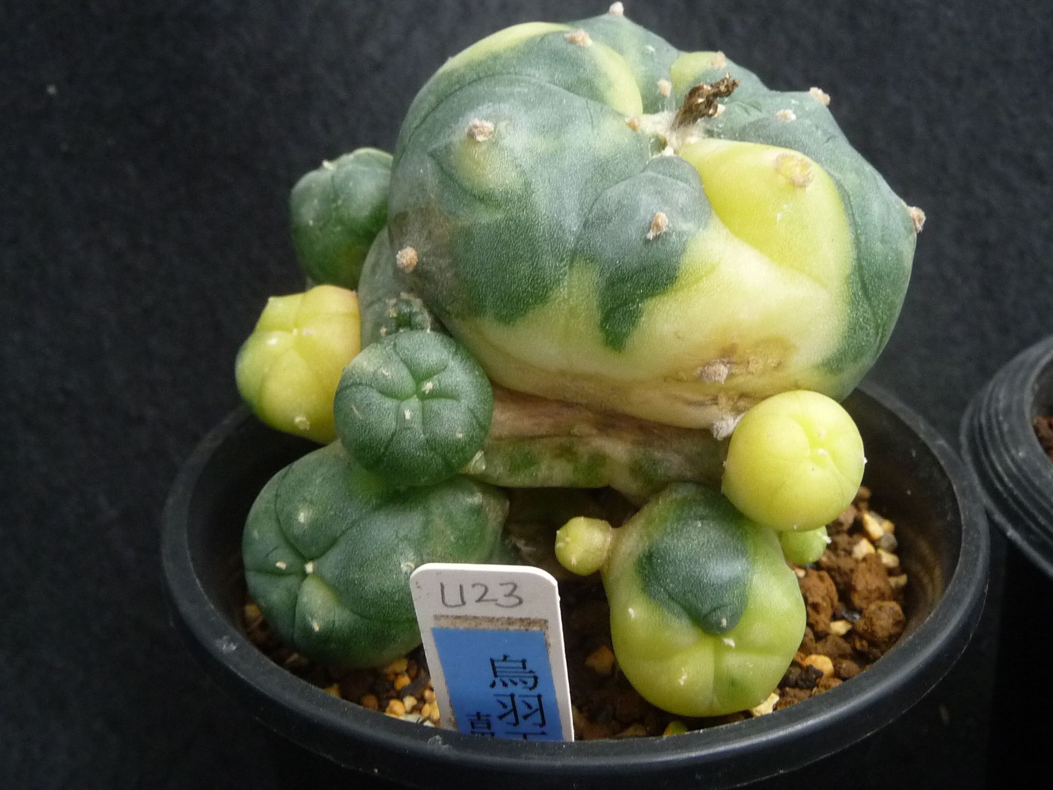 烏羽玉錦(接ぎ木) 烏羽玉錦(接ぎ木) ロホホラ 烏羽玉錦 | 叢 – くさむら – Qusamura