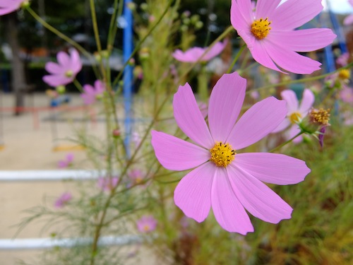 DSCF0074.JPG