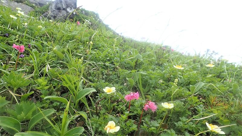 7月の山・・・大雪山系 富良野岳から三峰山・上ふらの岳 周回縦走 | 山歩きは好歩（スキップ）して四季折々・・・登山日和のFOOTMARK