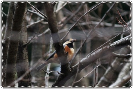 もく遊りん-12 ヤマガラ 13.11.27