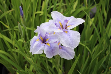 枚方　市民の森　花しょうぶ園