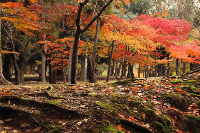 奈良公園の紅葉_002.jpg