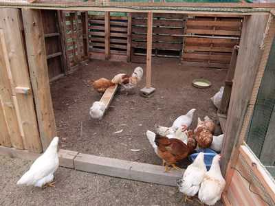 鶏小屋完成 エンジョイ山里生活 楽天ブログ