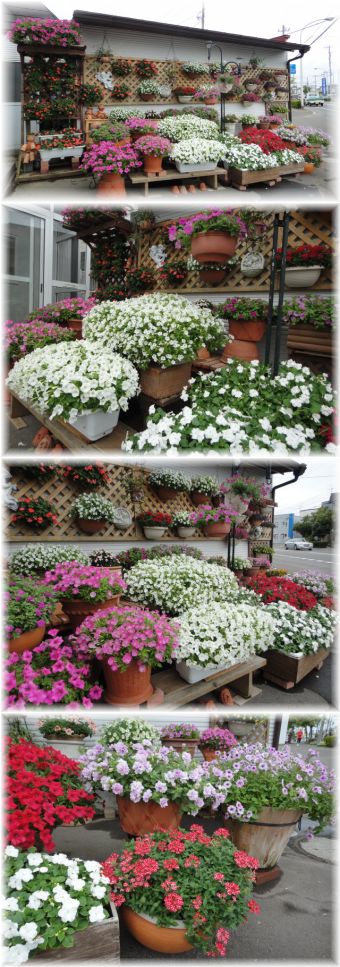 今日のマイガーデン