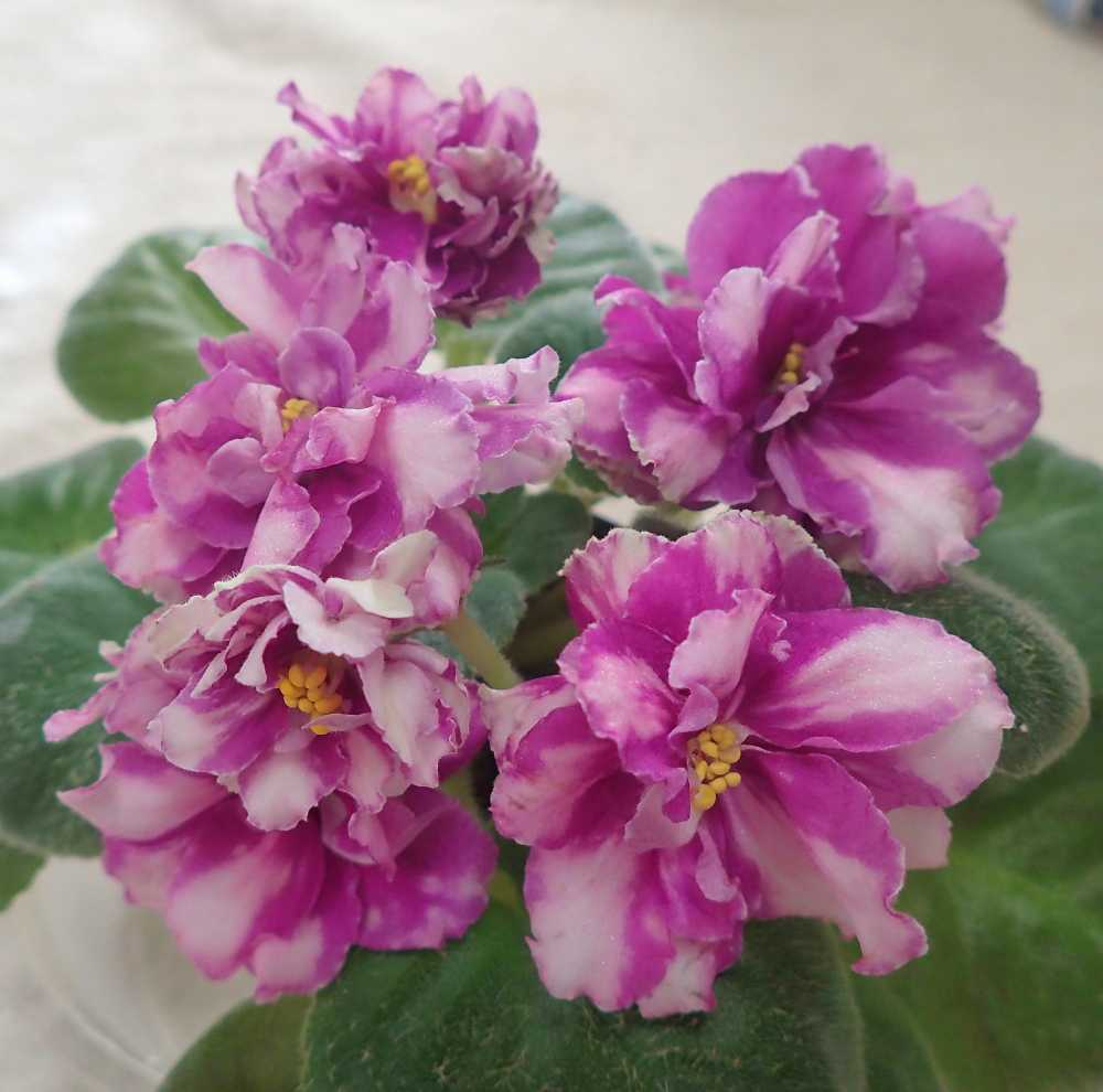 新着記事一覧 Nenttohのブログ セントポーリアの花のご紹介 Site Introduces Africanviolet Saintpaulia 楽天ブログ