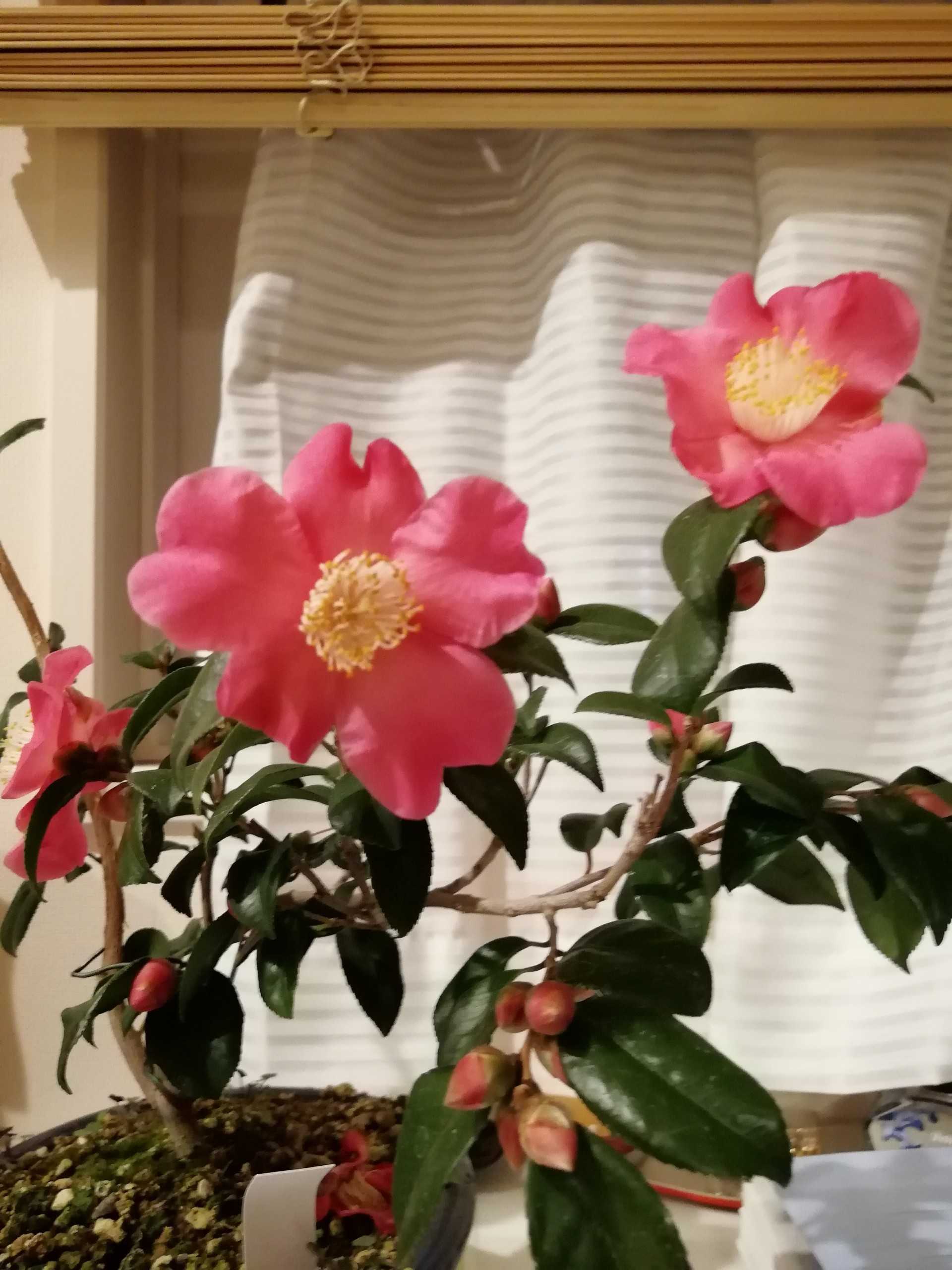 室内の椿盆栽 庭がなくても鉢バラでローズガーデン 楽天ブログ
