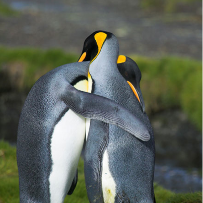 ペンギンの抱擁.png