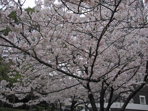 sakura2