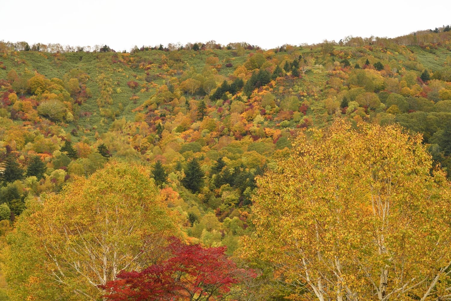 八幡平アスピーテラインの紅葉です ふう 出来るだけ書くぞ 楽天ブログ