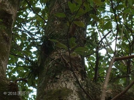 フウラン 自生地 | 園芸侍の「なんでも植物栽培記」 - 楽天ブログ