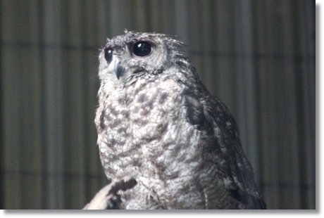 東京旅行-30 上野動物園 アビシニアンワシミミズク-1 13.10.5