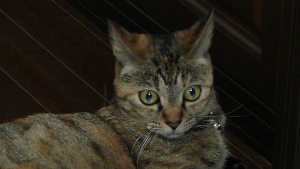 遠くを見るように、少し怖い目をする猫