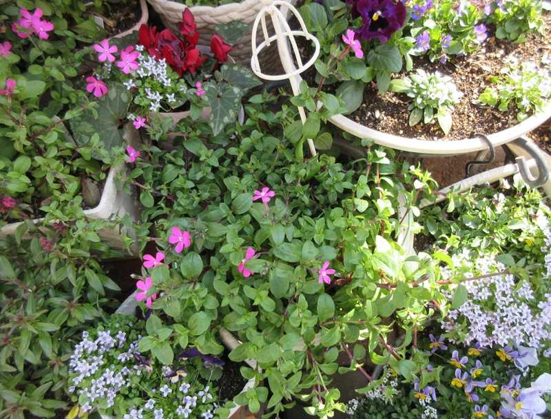 春爛漫の我が家とシレネピンクパンサー ツルコザクラ が花屋で 狭い庭を花いっぱいにする育て方 楽天ブログ