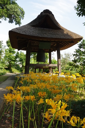 西方寺の彼岸花