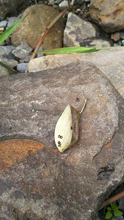 無限大 のなんかのサナギの正体 お花爆弾 楽天ブログ