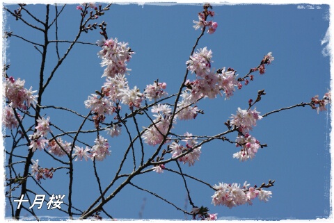 十月桜