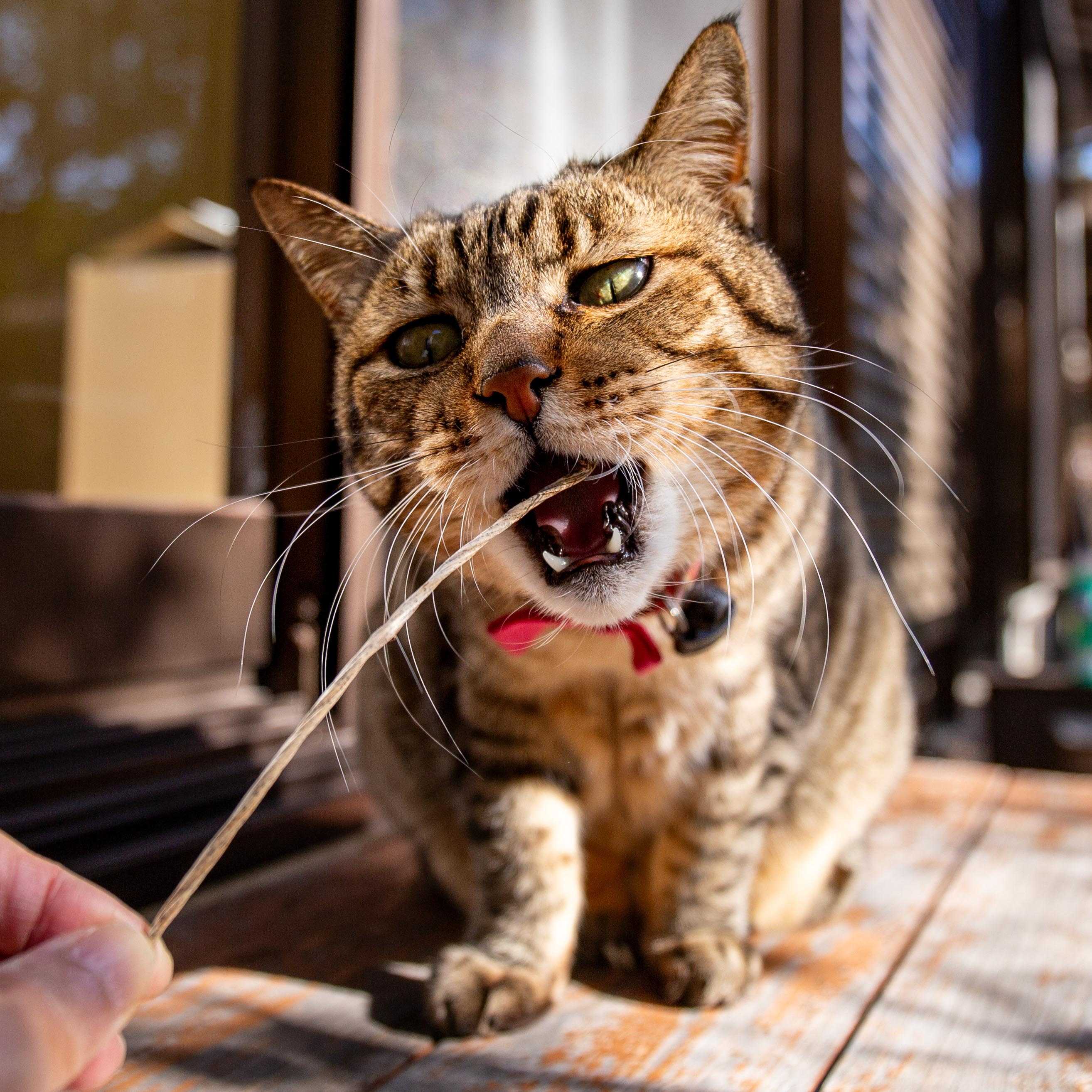 カテゴリ未分類]の記事一覧 | pengqq1a270のブログ - 楽天ブログ