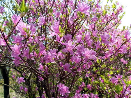 十種ケ峰の花-12.jpg