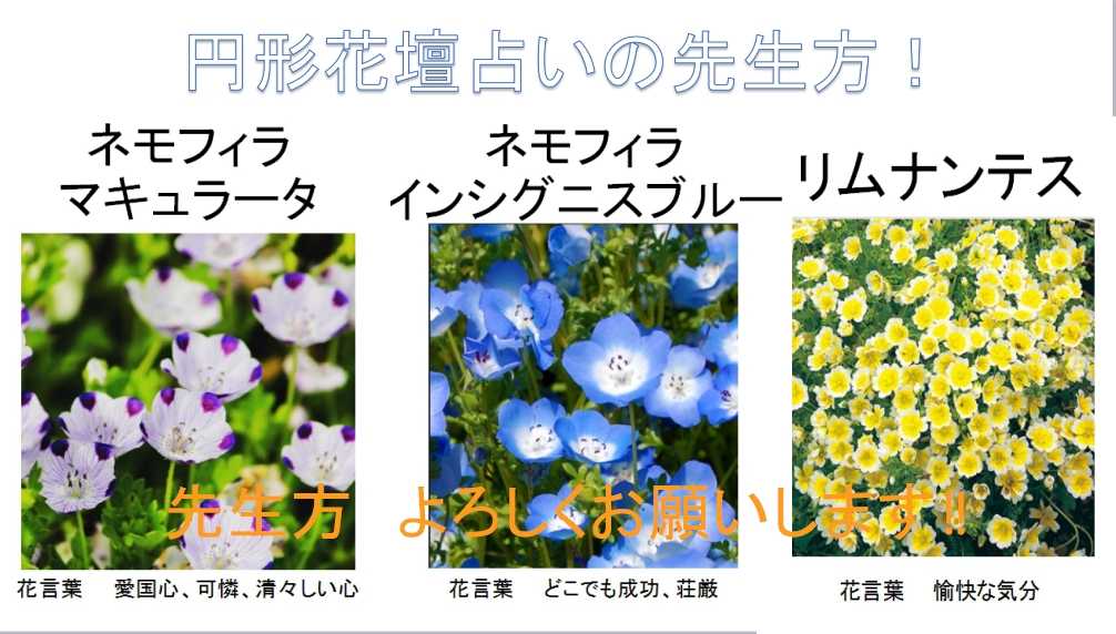 円形花壇で恋占い ゴールデンウィーク編 この世に花と愛と平和を 楽天ブログ