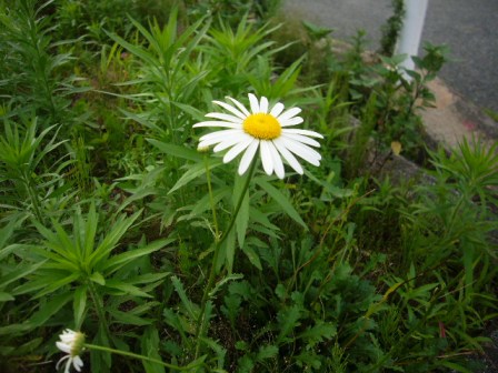 P1150068（フランスギク）.jpg